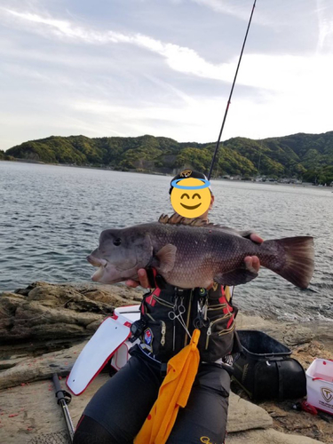 コブダイの釣果