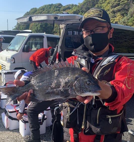 チヌの釣果