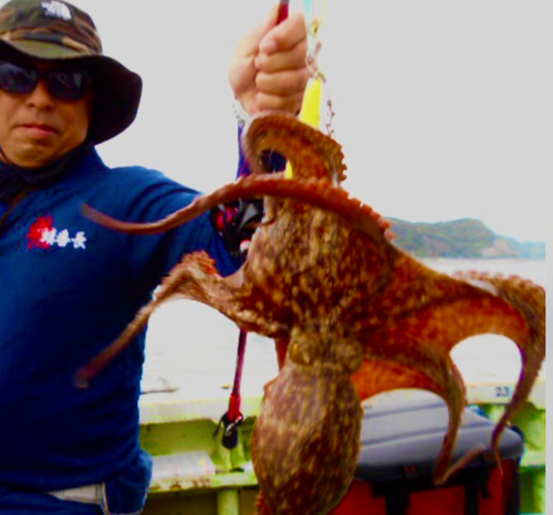 マダコの釣果