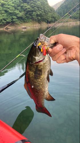 スモールマウスバスの釣果