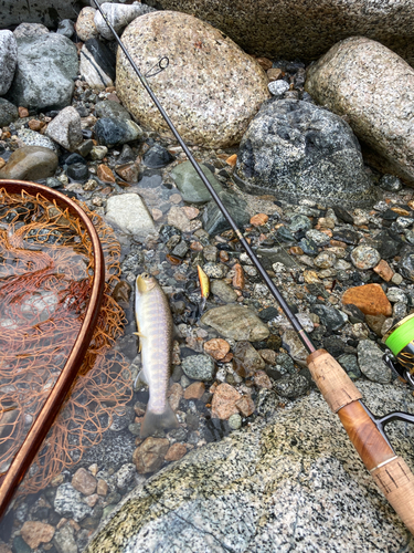 ニッコウイワナの釣果