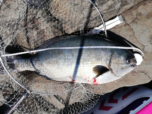 イスズミの釣果