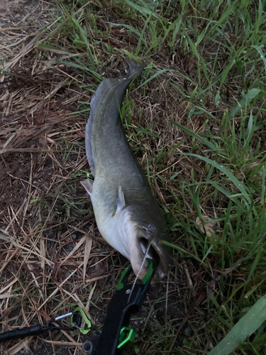 ナマズの釣果