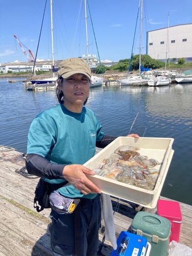 タコの釣果