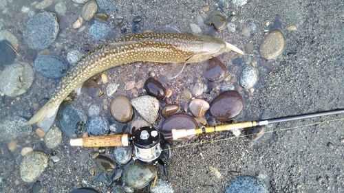 アメマスの釣果