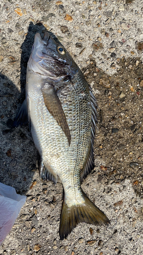 チヌの釣果