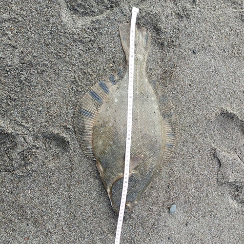 マツカワの釣果