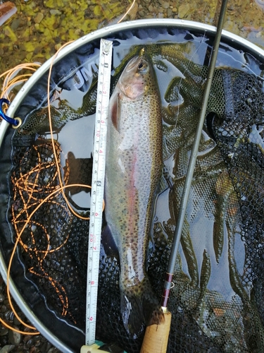 ニジマスの釣果