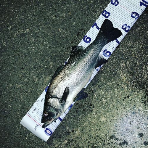 ヒラスズキの釣果