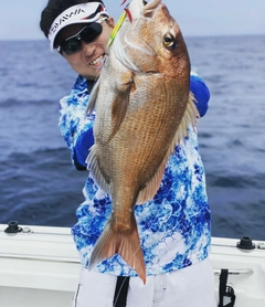 マダイの釣果