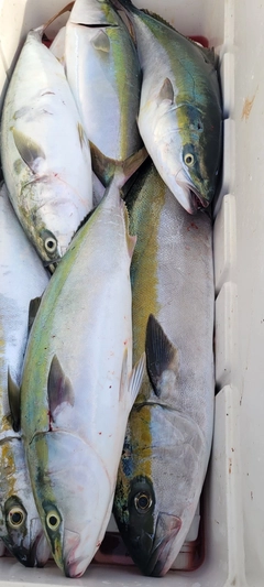 ヒラマサの釣果