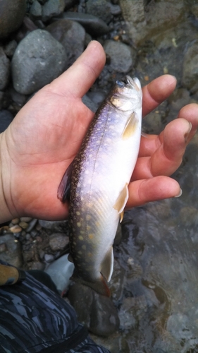 イワナの釣果