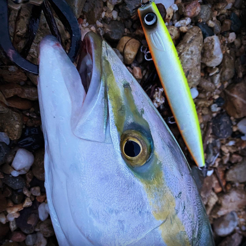 ハマチの釣果