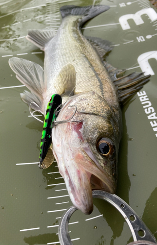 シーバスの釣果