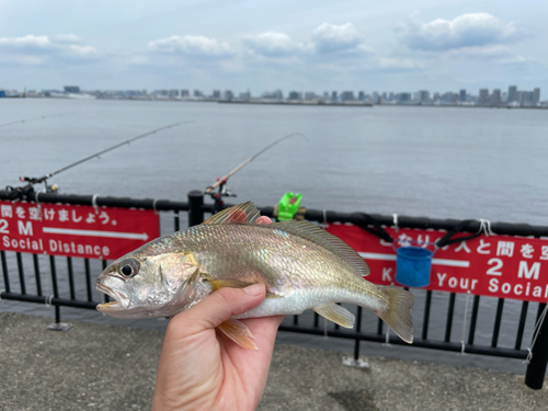 イシモチの釣果