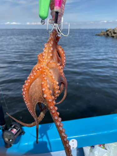 タコの釣果