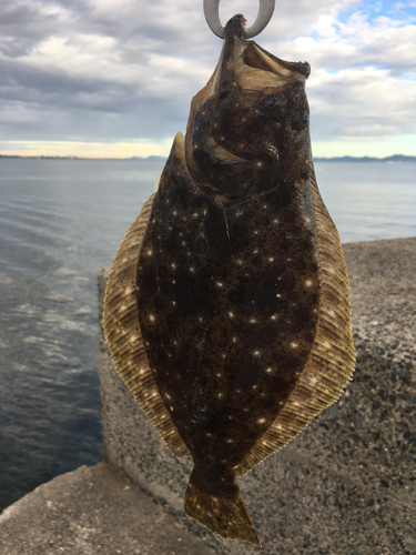 ヒラメの釣果