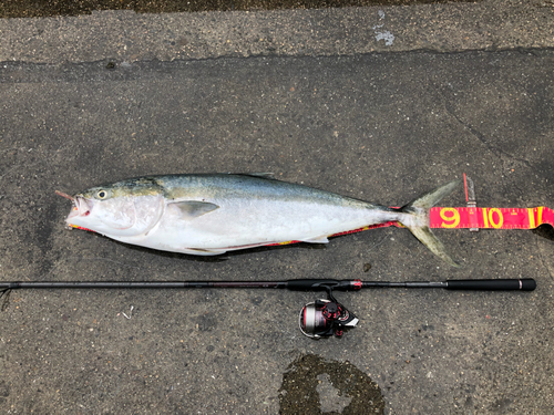 ブリの釣果