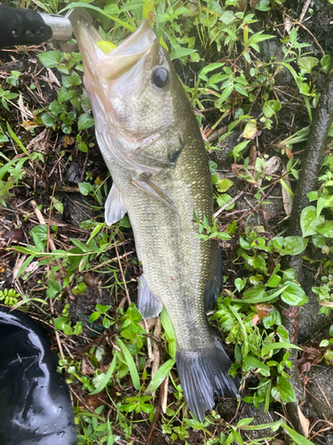 ブラックバスの釣果