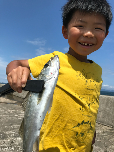 セイゴ（マルスズキ）の釣果