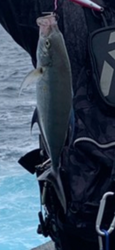 ナンヨウカイワリの釣果