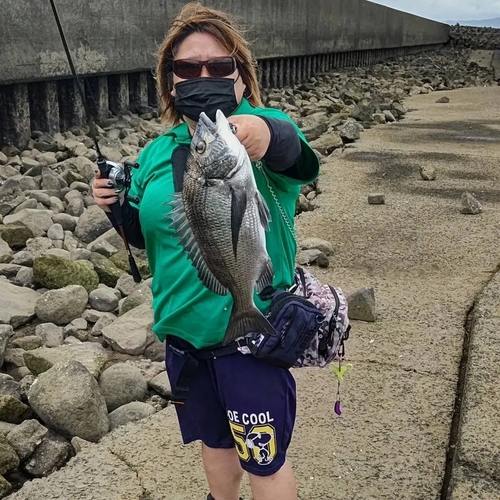 チヌの釣果