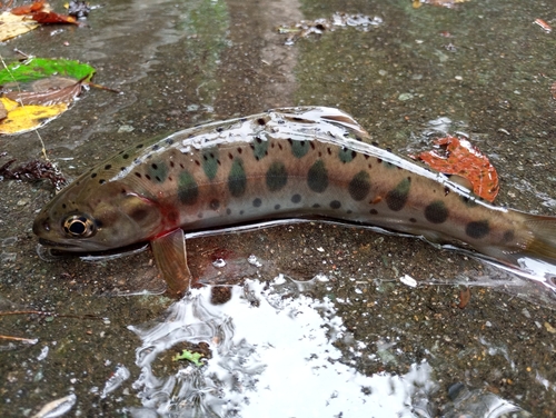 ヤマメの釣果