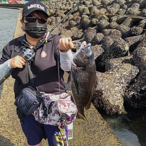 チヌの釣果