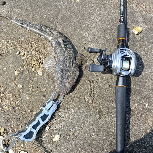 マゴチの釣果