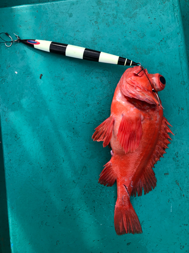 アコウダイの釣果