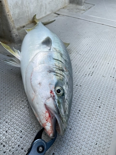 ブリの釣果