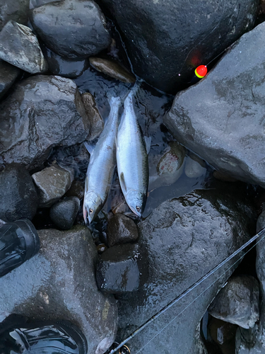 カラフトマスの釣果