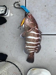 マハタの釣果