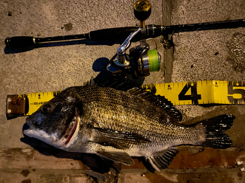 クロダイの釣果