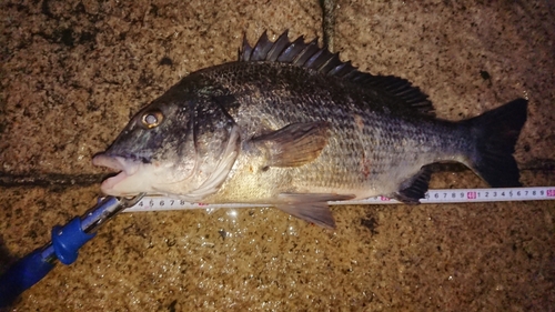 クロダイの釣果