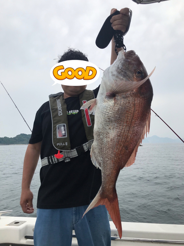 マダイの釣果