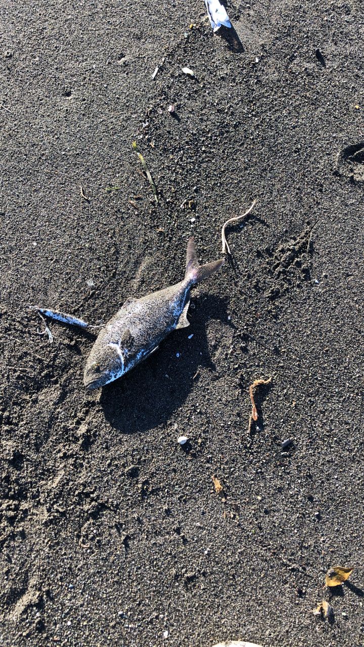 ショゴ