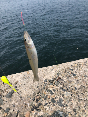 キスの釣果