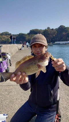 オオモンハタの釣果