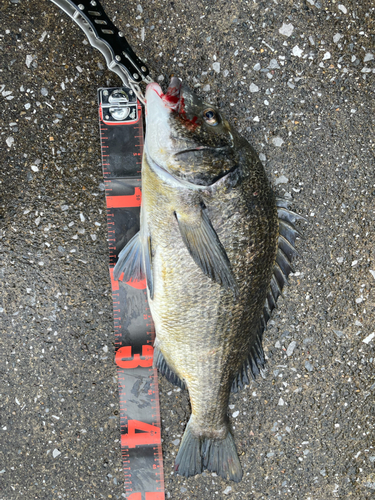 クロダイの釣果