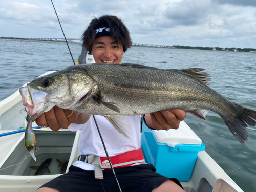 シーバスの釣果