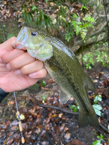 ラージマウスバスの釣果