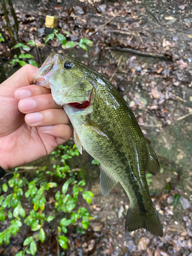 ラージマウスバスの釣果