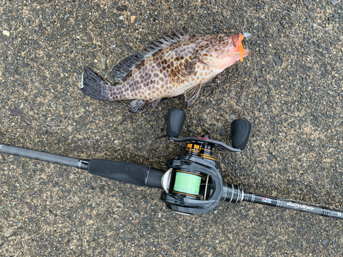 オオモンハタの釣果