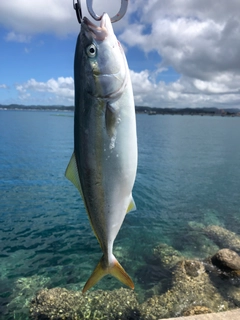 イナダの釣果