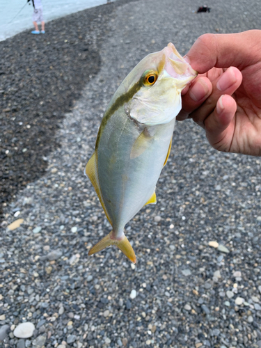 ショゴの釣果