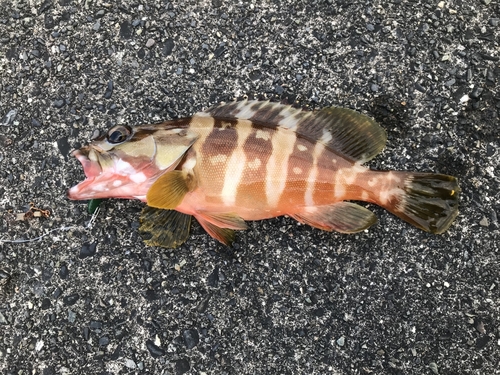 アカハタの釣果