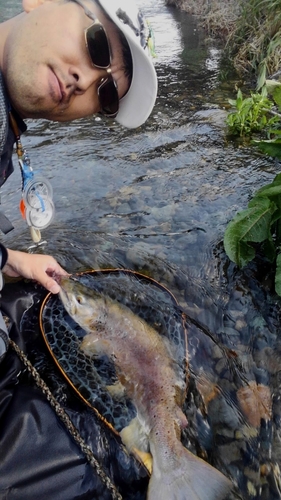 ブラウントラウトの釣果