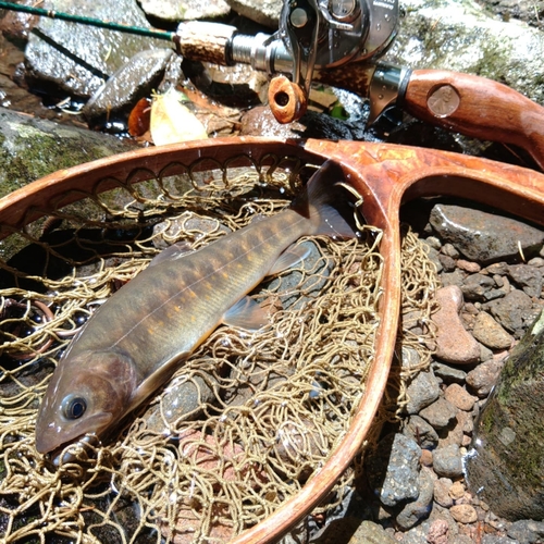 ヤマトイワナの釣果