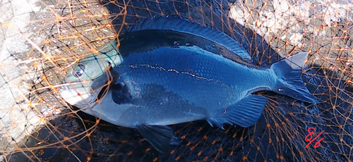 イシガキフグの釣果